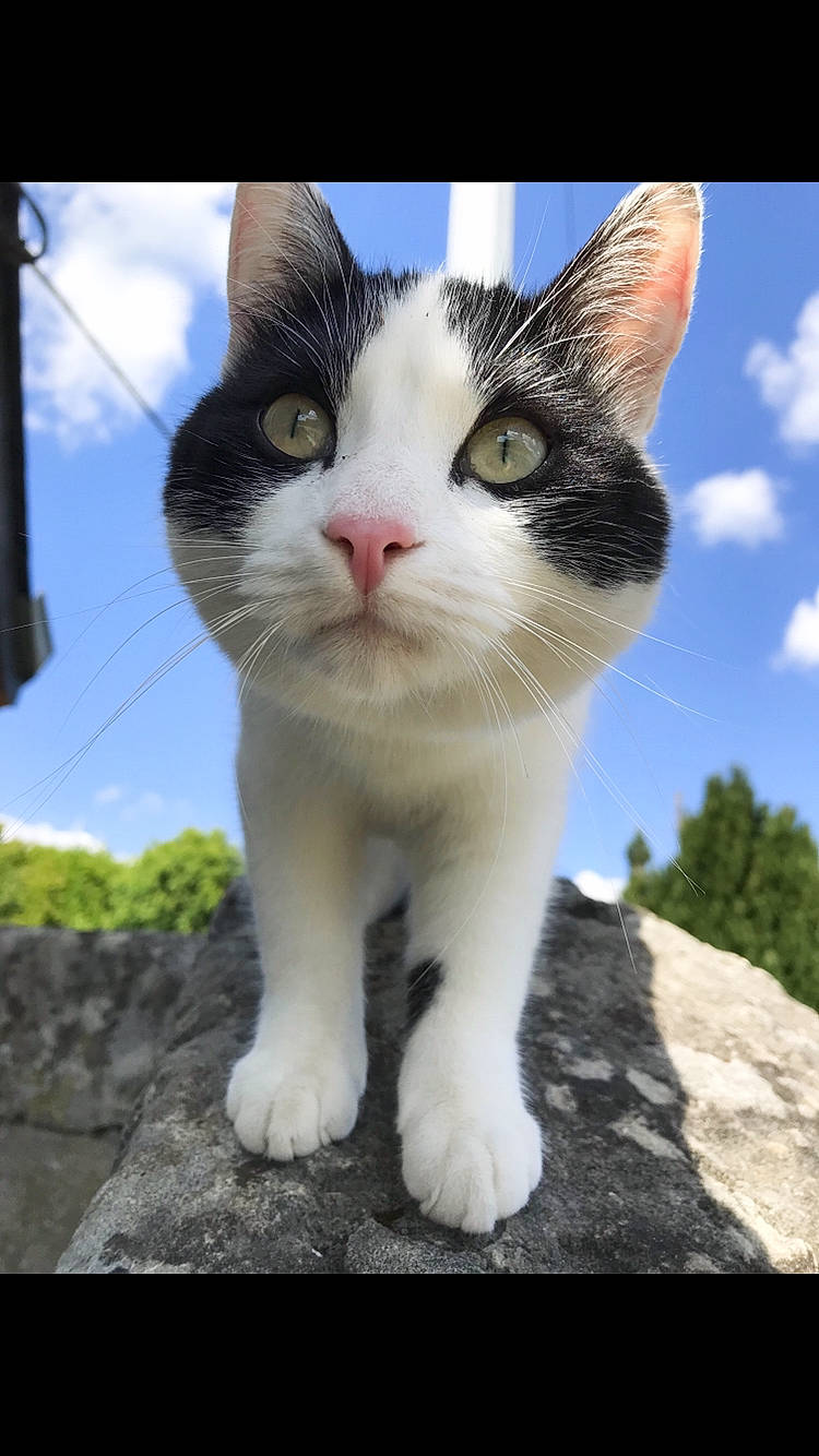 Freesia participe au concours pour gagner de l'argent avec cette photo : aegean_cat, american_wirehair, carnivore, cat, domestic_short_haired_cat, european_shorthair, eye, felidae, japanese_bobtail, kitten, mammal, nose, organism, paw, photo_caption, photography, polydactyl_cat, small_to_medium_sized_cats, snout, whiskers