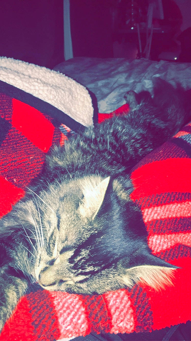 Pancake joined the competition — help win amazing prizes! carmine, carnivore, cat, cloud, comfort, couch, domestic_short_haired_cat, felidae, fur, linens, pattern, paw, red, small_to_medium_sized_cats, snout, tail, textile, tints_and_shades, vertebrate, whiskers