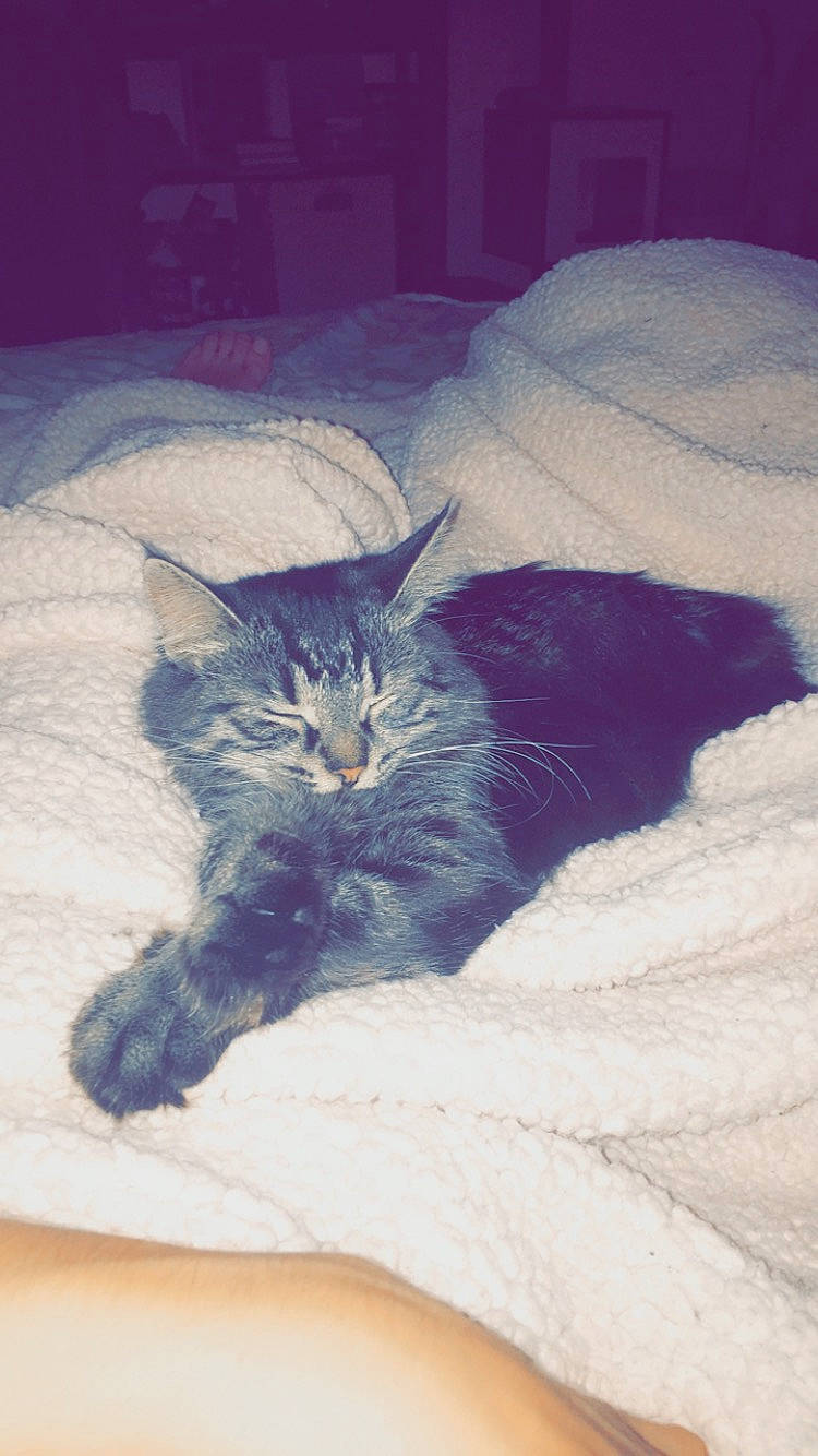 Pancake is registered to the contest to win money with this photo: bed, bedding, black_cat, carnivore, cat, cloud, comfort, domestic_short_haired_cat, electric_blue, felidae, fur, grey, linens, mammal, nap, paw, small_to_medium_sized_cats, tail, textile, whiskers