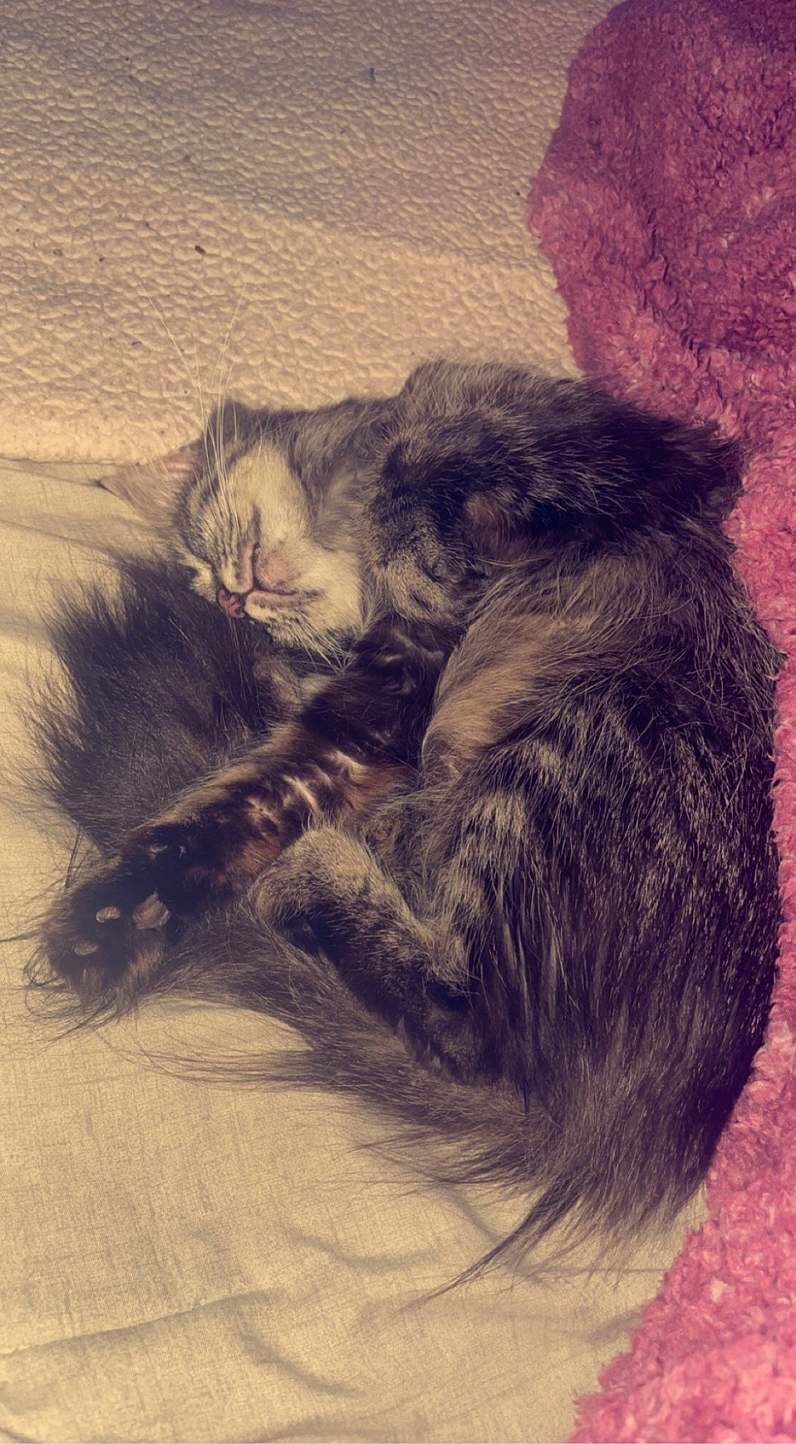 Pancake is registered to the contest to win money with this photo: art, carnivore, cat, cloud, comfort, domestic_short_haired_cat, felidae, fur, grass, grey, illustration, meteorological_phenomenon, monochrome, paw, small_to_medium_sized_cats, snout, tail, tints_and_shades, whiskers, wood