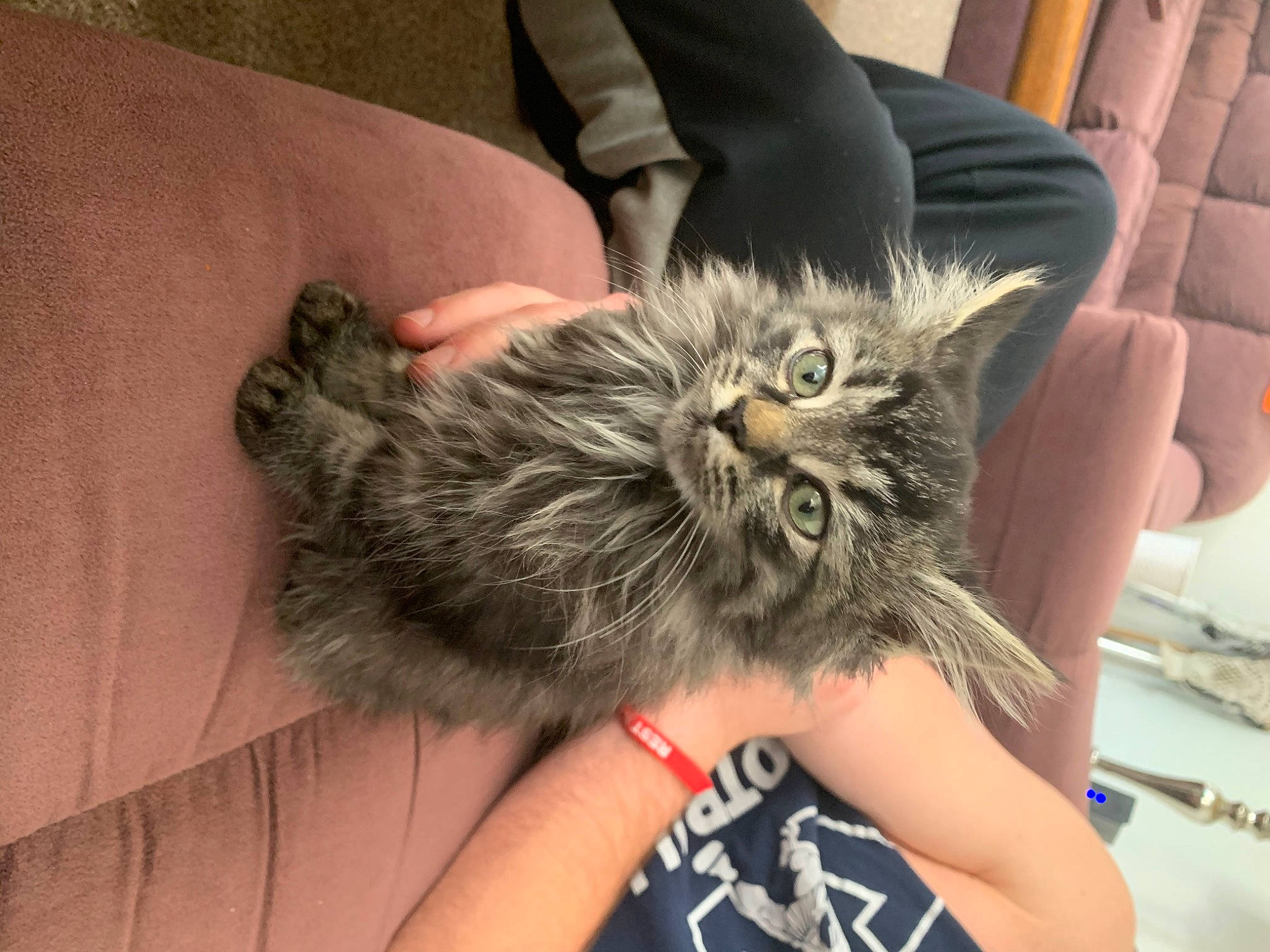 Pancake joined the competition — help win amazing prizes! carnivore, cat, claw, comfort, couch, domestic_short_haired_cat, felidae, finger, fur, nail, paw, small_to_medium_sized_cats, snout, terrestrial_animal, whiskers