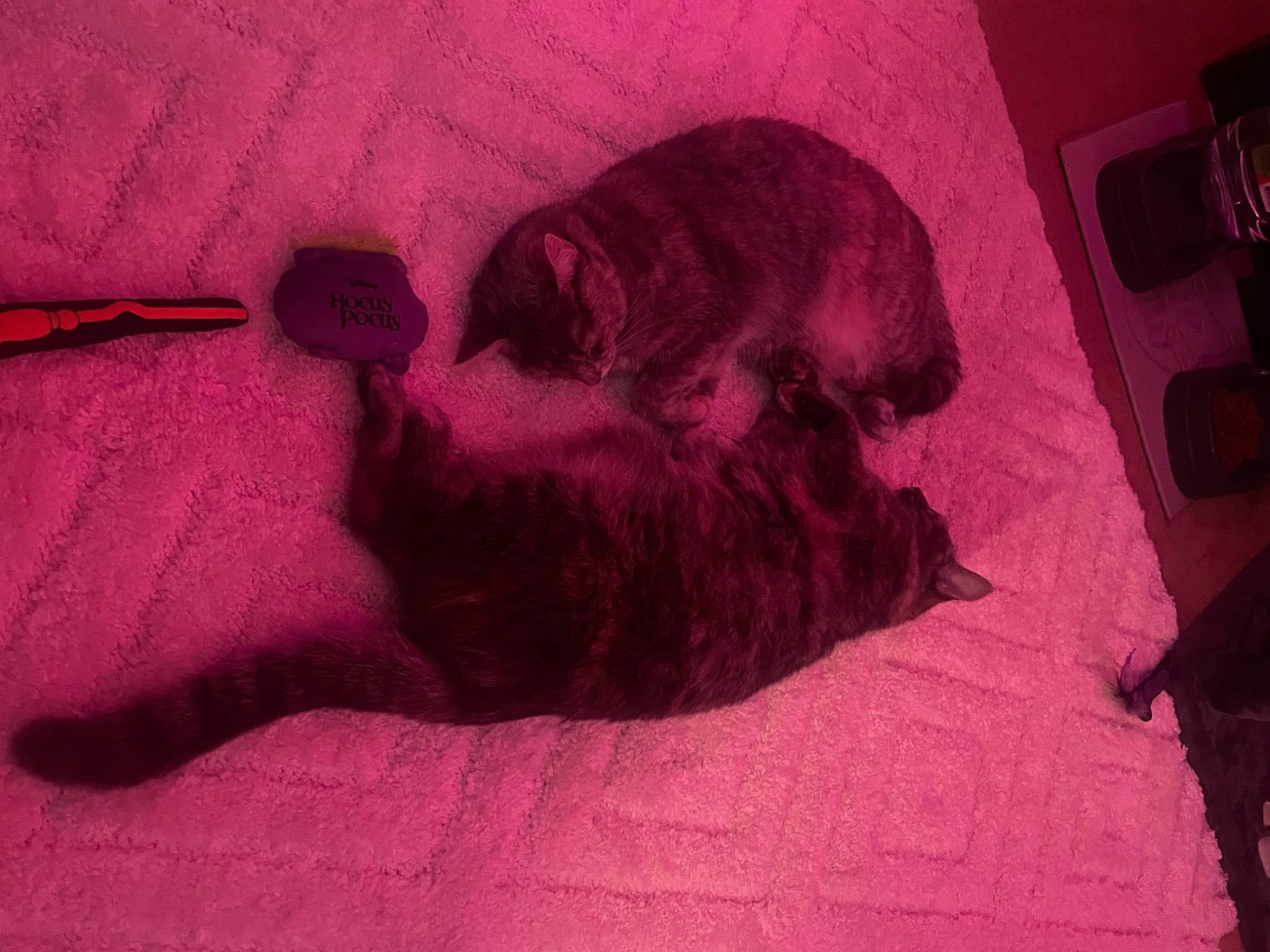 Mandm joined the competition — help win amazing prizes! brown, canidae, carnivore, cat, comfort, companion_dog, dog_breed, fawn, felidae, fur, grey, liver, magenta, nap, small_to_medium_sized_cats, snout, sporting_group, tail, tints_and_shades, whiskers