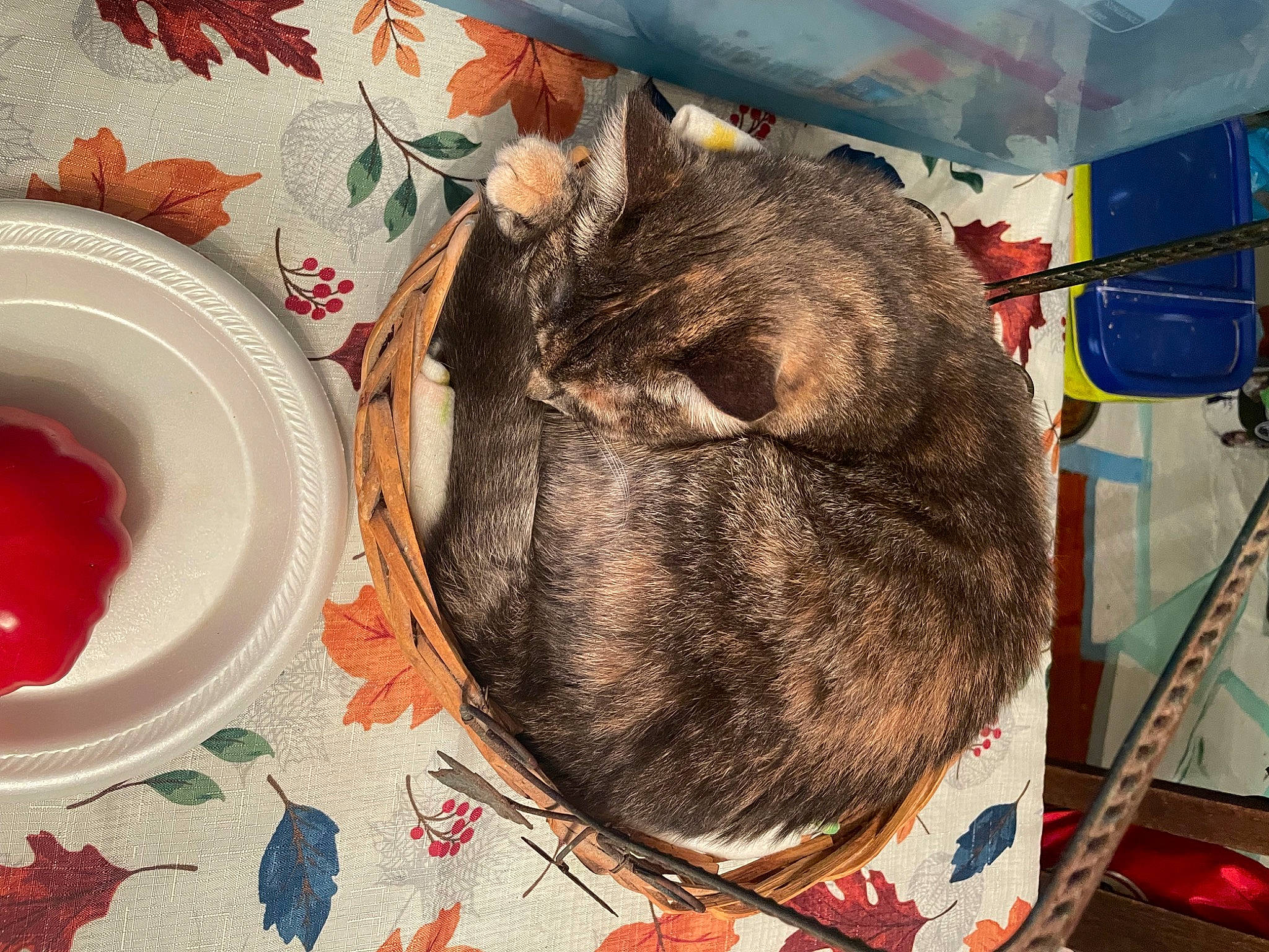 Mandm is registered to the contest to win money with this photo: canidae, carmine, carnivore, cat, condiment, dishware, felidae, food, fur, ingredient, ketchup, plate, platter, sauces, serveware, small_to_medium_sized_cats, tableware, tomato_sauce, whiskers, working_animal