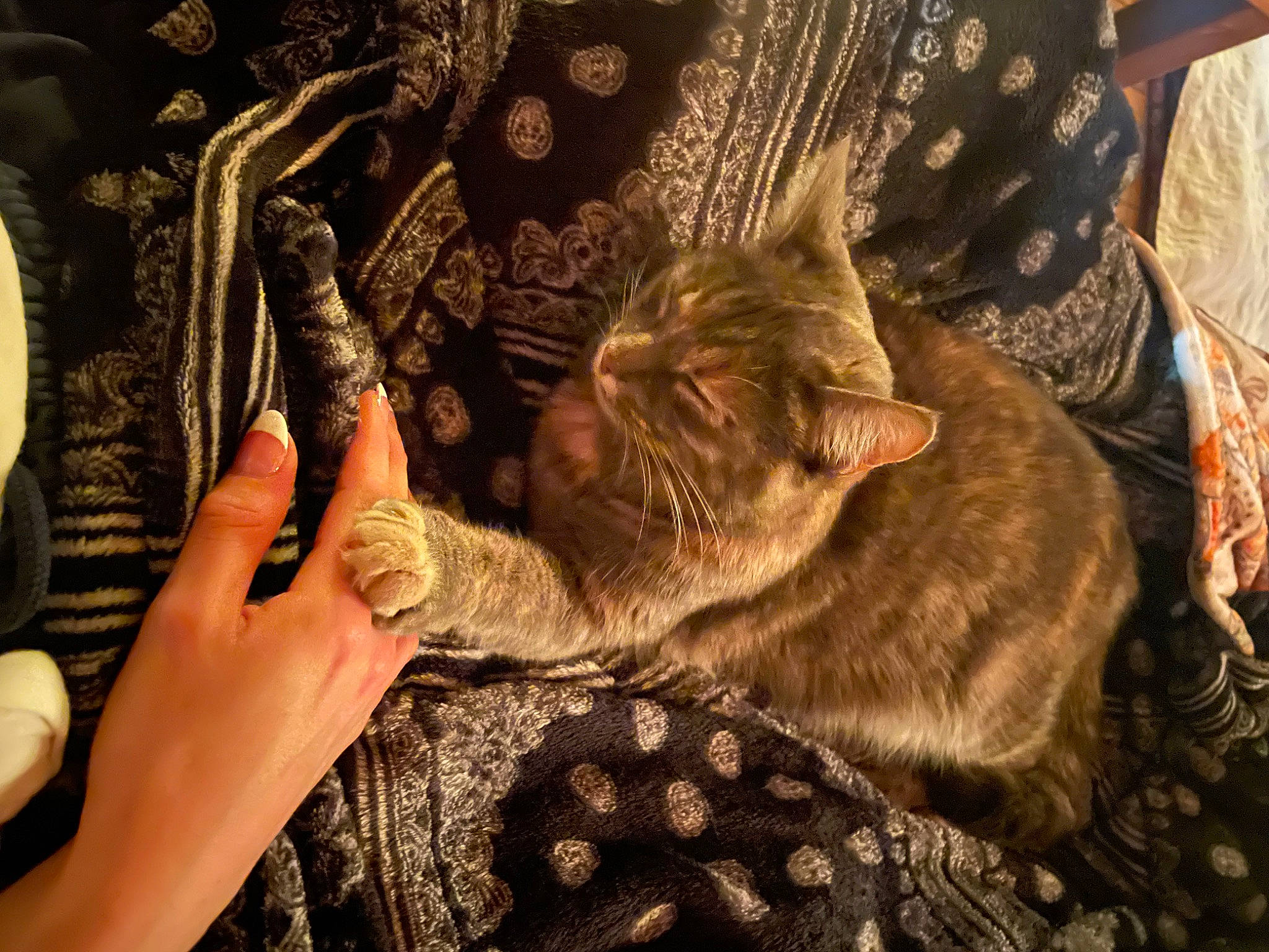 Mandm joined the competition — help win amazing prizes! carnivore, cat, comfort, domestic_short_haired_cat, ear, fashion_design, fawn, felidae, fur, gesture, human_leg, lap, long_hair, nail, pattern, small_to_medium_sized_cats, tail, tree, whiskers, wrist