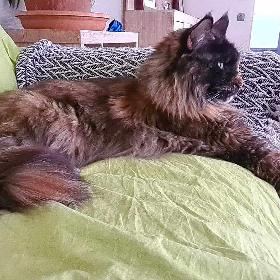 Peluche