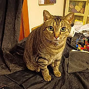 Miracle is registered to the contest to win money with this photo: cat, tabby, indoor, pet, feline, curious, green_eyes, sitting, fabric, clutter, puzzle_box, household_items, fur, whiskers, collar, ears, floor, table, room, domestic