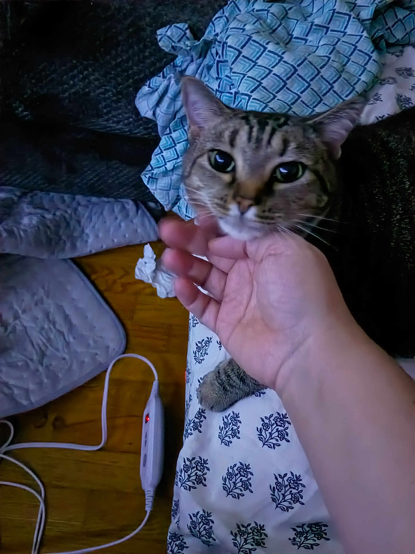 Miracle joined the competition — help win amazing prizes! cat, tabby, hand, petting, blanket, pattern, indoor, floor, wooden_floor, heating_pad, cord, curious, animal, feline, closeup, resting, cozy, home, domestic, comfort
