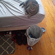 Miracle joined the competition — help win amazing prizes! animal, bed, bedroom, blanket, casual, cat, floor_rug, furniture, home, indoor, looking_at_camera, lying_down, morning_light, pet, pet_bowl, relaxed, shoes, tabby_cat, trash_bin, wooden_floor