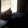 backlight, blanket, cat, cozy, curtain, feline, human_hand, indoor, looking_at_camera, orange_cat, paw, pet, pointing, resting, sleepy, sunlight, texture, window, windowsill, wood_frame