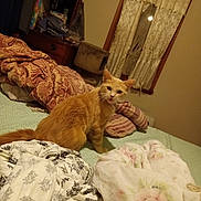 Harley is registered to the contest to win money with this photo: bed, bedroom, blanket, cat, cat_face, clock, comforter, cozy, curtain, domestic, dresser, fur, ginger_cat, indoor, looking_at_camera, nightstand, pet, pillow, tongue_out, window