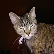 Princess joined the competition — help win amazing prizes! cat, tabby_cat, pet, whiskers, ears, fur, stripes, collar, ribbon, close_up, portrait, indoor, flash, green_eyes, night, dark_background, staring, domestic_animal, bed, curious_expression