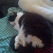 Buddy is registered to the contest to win money with this photo: cat, sleeping_cat, black_and_white, fluffy_fur, bed, blanket, pillow, paw, curled_up, cozy, nap, indoor, pet, domestic_cat, whiskers, fur, bedding, relaxed, patterned_sheet, couch