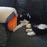 Buddy joined the competition — help win amazing prizes! bell, black_and_white_cat, cat, collar, couch, cushion, fur, indoor, living_room, lounging, orange_plush, paw, paw_pads, pet, pillow, relaxed, sleepy, sofa, upholstery, whiskers