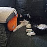 bell, black_and_white_cat, cat, collar, couch, cushion, fur, indoor, living_room, lounging, orange_plush, paw, paw_pads, pet, pillow, relaxed, sleepy, sofa, upholstery, whiskers