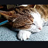 Shiro participe au concours pour gagner de l'argent avec cette photo : cat, sleeping, paw, close_up, fur, whiskers, relaxation, pet, animal, domestic, rest, face, cute, mammal, tabby, white, peaceful, cozy, indoor, texture