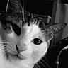 Shiro a rejoint le concours — aidez-le/la à gagner de superbes lots ! cat, close_up, black_and_white, pet, animal, whiskers, face, ears, curious, indoor, furniture, portrait, domestic, cute, eye, expression, household, domestic_cat, looking, mammal