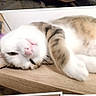 cat, sleepy, relaxed, paw, wooden_surface, indoor, pet, feline, white, brown, tabby, closeup, laying_down, cute, animal, resting, fur, whiskers, pink_nose, domestic_cat