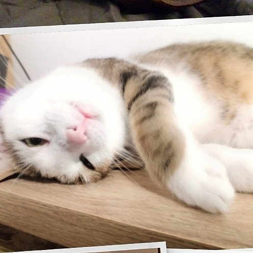 Shiro a rejoint le concours — aidez-le/la à gagner de superbes lots ! cat, sleepy, relaxed, paw, wooden_surface, indoor, pet, feline, white, brown, tabby, closeup, laying_down, cute, animal, resting, fur, whiskers, pink_nose, domestic_cat