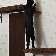 Luna joined the competition — help win amazing prizes! cat, black_cat, pet, indoor, wallpaper, carpeted_shelf, shadow, feline, playful, standing, paw, climbing, home, animal, mammal, cute, curious, furniture, vertical, domestic