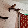 cat, orange_tabby, cat_shelf, wall_mount, indoor, wallpaper, decorative_tapestry, doorway, fairy_lights, pet, feline, curious, perched, home_interior, shelf, animal, domestic_cat, resting, cozy, room