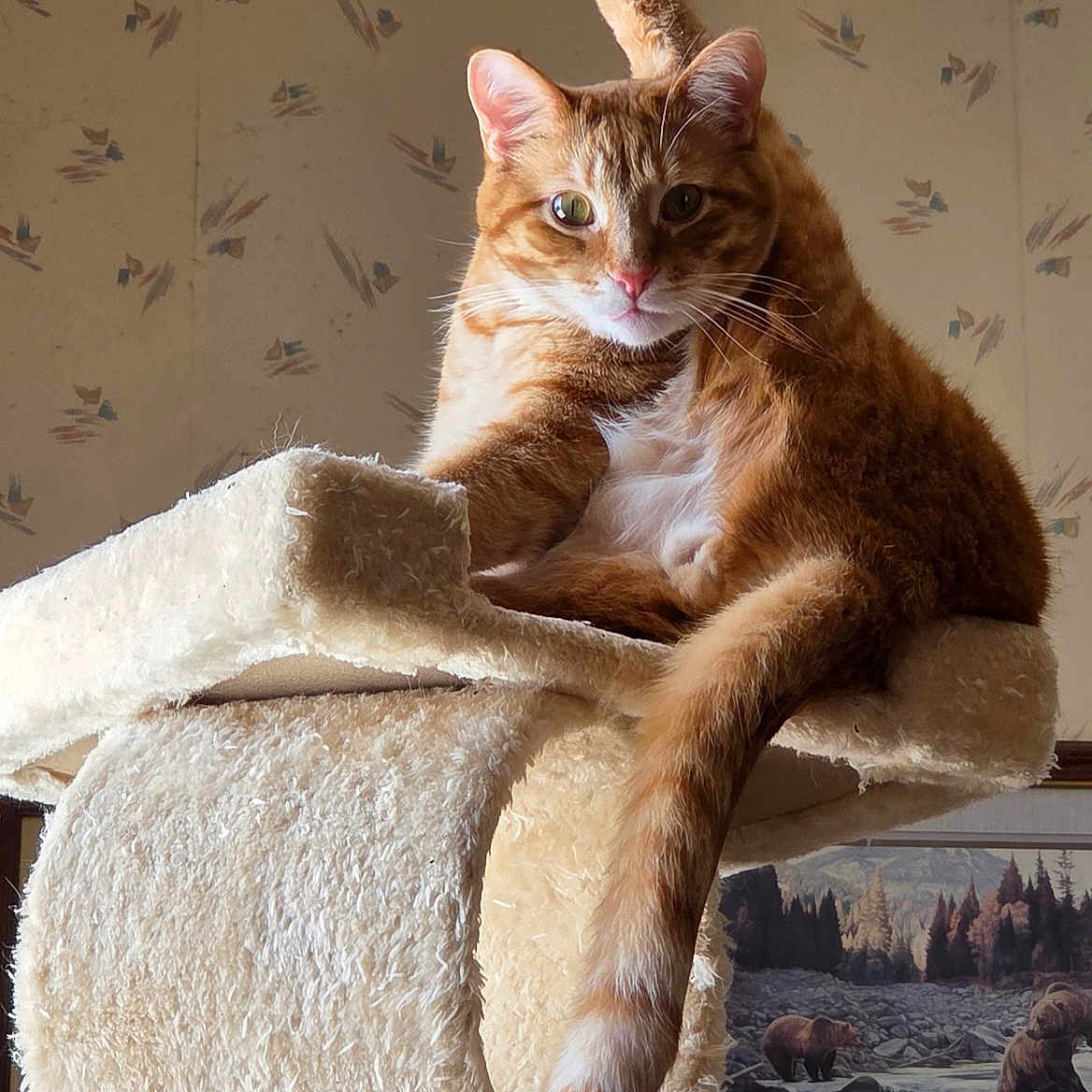 Garfield joined the competition — help win amazing prizes! cat, orange_tabby, cat_tree, indoor, feline, pet, raised_leg, cozy, fur, whiskers, ears, tail, wallpaper, painting, bears, river, nature_art, relaxed, cute, posing