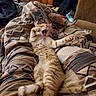 Garfield is registered to the contest to win money with this photo: cat, ginger_cat, tabby, yawning, stretching, blanket, patterned_blanket, indoor, cozy, furniture, living_room, relaxed, paw, fur, cute, pet, animal, sleepy, comfort, resting