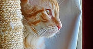 Garfield joined the competition — help win amazing prizes! cat, close_up, curious, curtain, domestic_animal, ears, feline, fur, home, indoor, looking_out, natural_light, orange_tabby, pet, red_curtain, scratching_post, side_profile, whiskers, white_curtain, window