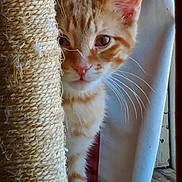 Garfield is registered to the contest to win money with this photo: cat, kitten, orange_tabby, scratching_post, indoor, curious, peeking, whiskers, feline, pet, close_up, playful, fur, eye, nose, paw, texture, wood_floor, curtain, home