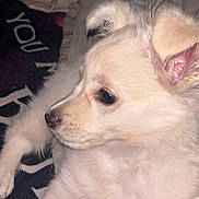 Ghost is registered to the contest to win money with this photo: adorable, animal, blanket, closeup, companion, cozy, cute, dog, ears, fluffy, fur, indoors, light_fur, pet, puppy, resting, side_view, snout, soft_light, young