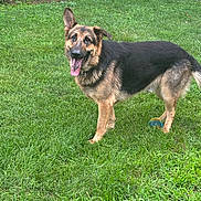 Gunner is registered to the contest to win money with this photo: dog, german_shepherd, grass, yard, outdoor, pet, canine, animal, playful, tongue_out, ears_up, greenery, chew_toy, happy, standing, summer, domestic_animal, nature, fence, garden