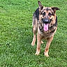 Gunner joined the competition — help win amazing prizes! dog, german_shepherd, grass, outdoor, pet, animal, tongue, ears, mammal, canine, playful, happy, nature, green, fur, standing, friendly, summer, daylight, collar