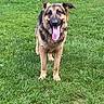 Gunner is registered to the contest to win money with this photo: dog, german_shepherd, grass, outdoor, pet, canine, animal, tongue_out, ears_up, happy, nature, greenery, standing, mammal, portrait, friendly, playful, summer, daylight, fur