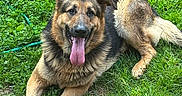 Gunner joined the competition — help win amazing prizes! dog, german_shepherd, grass, outdoor, pet, animal, tongue_out, lying_down, nature, greenery, canine, happy, playful, fur, ears, tongue, muzzle, summer, daylight, resting
