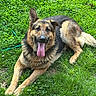 dog, german_shepherd, grass, outdoor, pet, animal, tongue_out, lying_down, nature, greenery, canine, happy, playful, fur, ears, tongue, muzzle, summer, daylight, resting