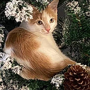 Waylon Jennings is registered to the contest to win money with this photo: animal, artificial_snow, cat, christmas_wreath, close_up, curious, cute, ears, face, feline, festive, fur, greenery, holiday_decor, indoor, orange_and_white_cat, pet, pine_cone, sitting, whiskers
