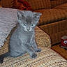kitten, gray_cat, couch, living_room, furniture, pet, indoor, cozy, curious, small_animal, feline, domestic_cat, seated, young_cat, armrest, textile, pillow, shoe, floor, home