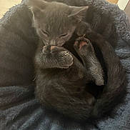 Smoky joined the competition — help win amazing prizes! kitten, cat, sleeping, curled_up, paw, fur, pet_bed, cozy, indoor, animal, cute, resting, gray_cat, fluffy, small, domestic_cat, soft_texture, peaceful, close_up, nap