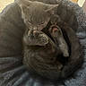 kitten, cat, sleeping, curled_up, paw, fur, pet_bed, cozy, indoor, animal, cute, resting, gray_cat, fluffy, small, domestic_cat, soft_texture, peaceful, close_up, nap