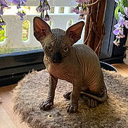 Astro a rejoint le concours — aidez-le/la à gagner de superbes lots ! sphynx_cat, cat, hairless_cat, pet, indoor, furniture, stool, flower, purple_flower, window, plant, wood_floor, closeup, animal, curious, ears, wrinkles, sitting, natural_light, domestic_cat