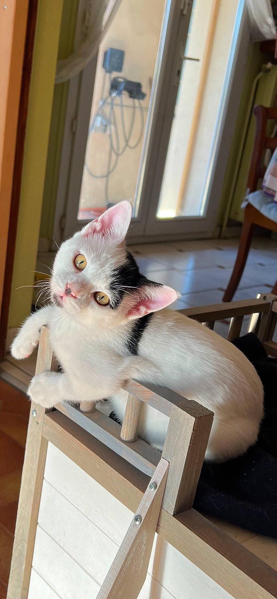 Billy participe au concours pour gagner de l'argent avec cette photo : carnivore, cat, chair, domestic_short_haired_cat, fawn, felidae, fur, hardwood, paw, room, sitting, small_to_medium_sized_cats, tail, whiskers, window, wood