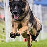 Rayne is registered to the contest to win money with this photo: german_shepherd, dog, running, jumping, grass, outdoor, animal, pet, active, canine, fur, ears, mouth_open, tongue, daylight, nature, fence, motion, speed, energetic