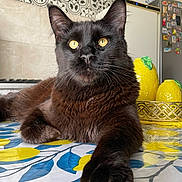 Arthur a rejoint le concours — aidez-le/la à gagner de superbes lots ! cat, black_cat, feline, portrait, close_up, table, tablecloth, lemon_pattern, ceramic_lemons, yellow_decor, blue_leaves, kitchen, refrigerator, fridge_magnets, tiled_wall, whiskers, ear_tufts, golden_eyes, paw, domestic_pet