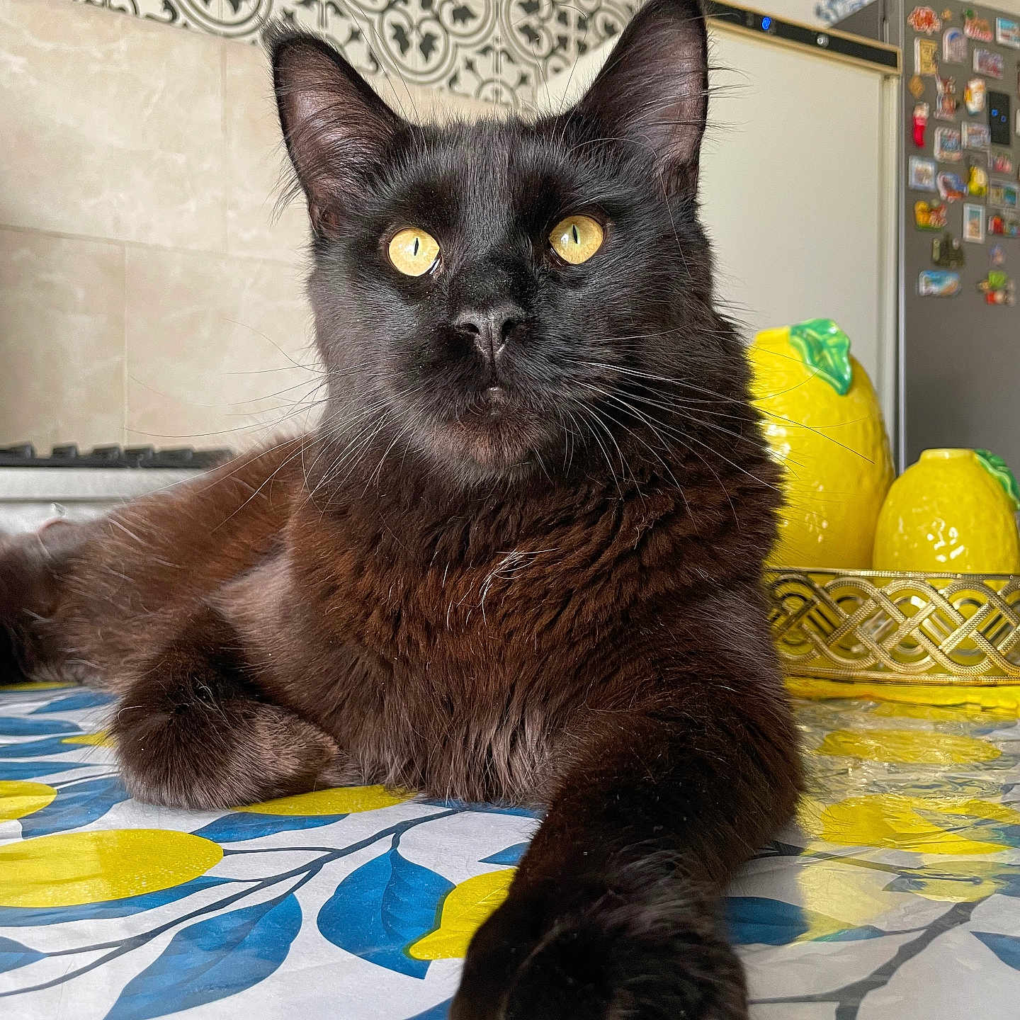 Arthur a rejoint le concours — aidez-le/la à gagner de superbes lots ! black_cat, blue_leaves, cat, ceramic_lemons, close_up, domestic_pet, ear_tufts, feline, fridge_magnets, golden_eyes, kitchen, lemon_pattern, paw, portrait, refrigerator, table, tablecloth, tiled_wall, whiskers, yellow_decor