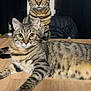 alert, animal, cat, cozy, curious, domestic, ears, eyes, feline, household, indoor, lying_down, pet, portrait, sitting, striped_fur, tabby_cat, two_cats, whiskers, wooden_table
