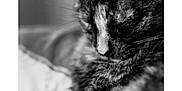 Chocolat a rejoint le concours — aidez-le/la à gagner de superbes lots ! cat, sleeping, close_up, black_and_white, furry, pet, animal, cozy, resting, whiskers, soft_focus, portrait, domestic_cat, cute, feline, relaxed, indoor, fur, peaceful, calm