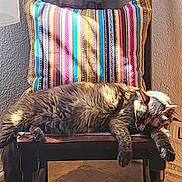 Chocolat participe au concours pour gagner de l'argent avec cette photo : cat, tabby, sleeping, chair, wooden_chair, cushion, striped_cushion, indoor, sunlight, relaxation, pet, feline, fur, cozy, home, resting, paw, window_light, domestic_animal, animal