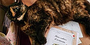 Chocolat participe au concours pour gagner de l'argent avec cette photo : animal, bag, beanbag, casual, cat, colorful, cozy, domestic, floor_tiles, furniture, home, indoor, notebook, pet, reading_material, relaxed, resting, tabletop, tortoiseshell_cat, wooden_table