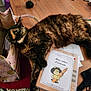 Chocolat participe au concours pour gagner de l'argent avec cette photo : cat, tortoiseshell_cat, wooden_table, notebook, bag, indoor, furniture, beanbag, floor_tiles, reading_material, relaxed, pet, animal, domestic, tabletop, casual, home, cozy, resting, colorful