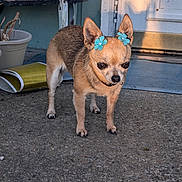 Girly joined the competition — help win amazing prizes! dog, chihuahua, flower_clips, ears, pet, outdoor, porch, concrete, door, sunlight, shadow, curious, small_dog, animal, closeup, brown_fur, pet_accessory, quiet, standing, daylight