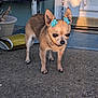 dog, chihuahua, flower_clips, ears, pet, outdoor, porch, concrete, door, sunlight, shadow, curious, small_dog, animal, closeup, brown_fur, pet_accessory, quiet, standing, daylight